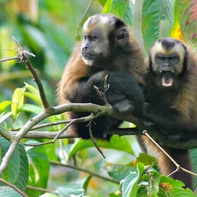 Volunteering with the Amazon Conservation Association