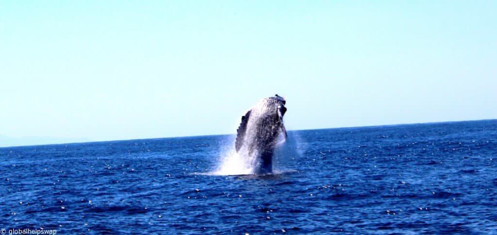 Whale Watching in Mexico