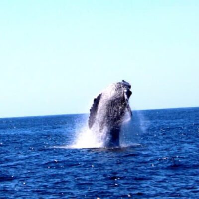 Whale watching in Mexico