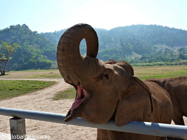Elephant rides in Thailand