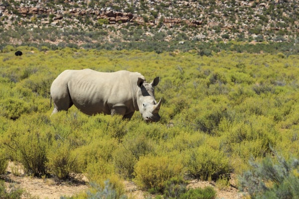 Save a Rhino