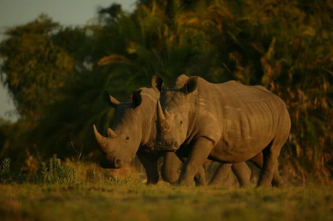 save a rhino
