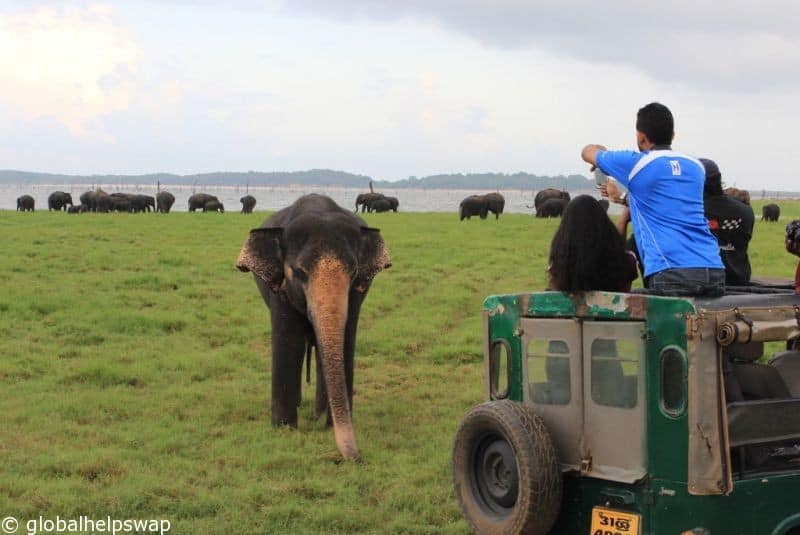 wild elephants in Kaudulla National Park, Sri Lanka