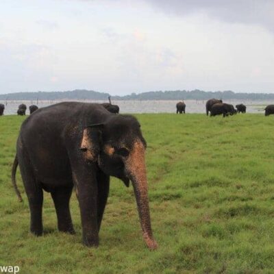 wild elephants in Kaudulla National Park, Sri Lanka