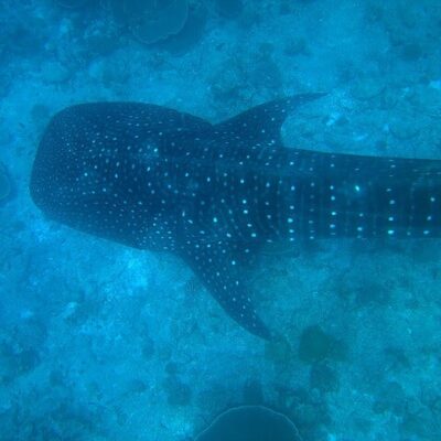 Swimming with Whale Sharks in the Philippines