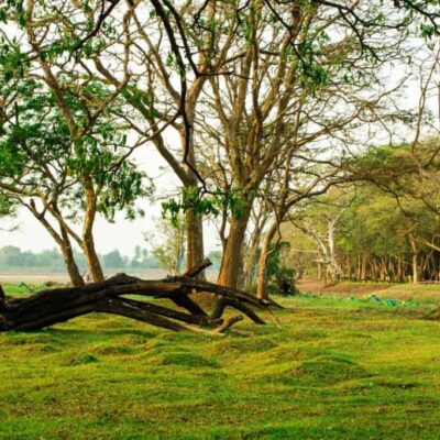Green Sri Lanka: Cinnamon Lodge, Habarana