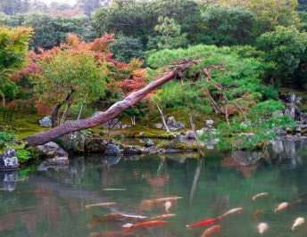 Things to do in Kyoto