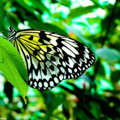 Siquijor Island, The Philippines