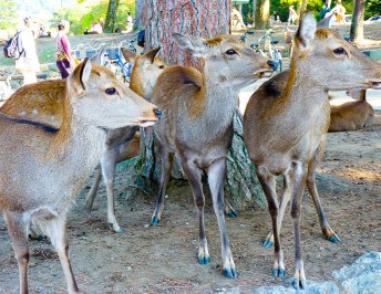 Things to do in Nara
