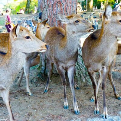 Things to do in Nara