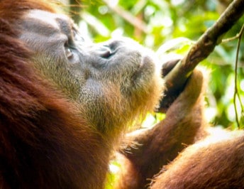 Volunteer with Orangutans in Indonesia