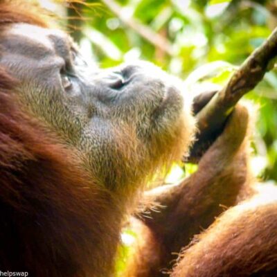 Volunteer with Orangutans in Indonesia