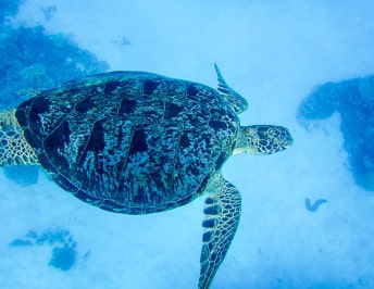 How to scuba dive the Great Barrier Reef and avoid the crowds