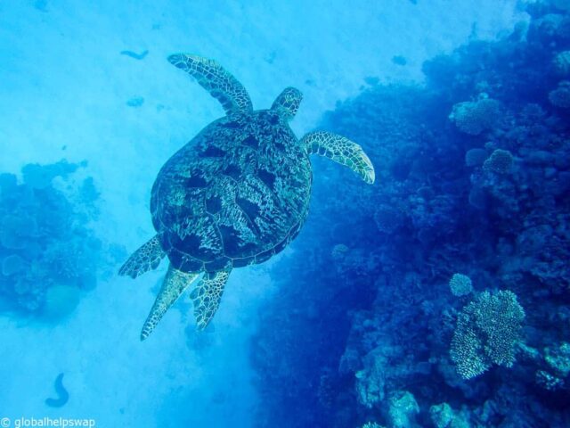 The Best Beach To See Turtles In Costa Rica | globalhelpswap