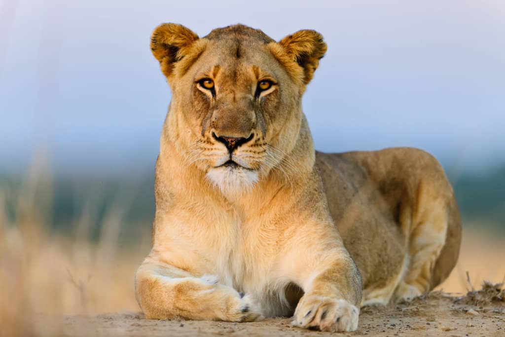 Blood Lions South Africa