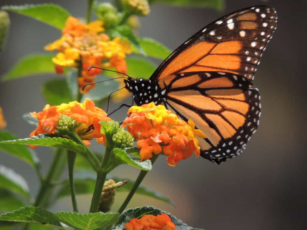 Volunteer on an organic farm in Colombia