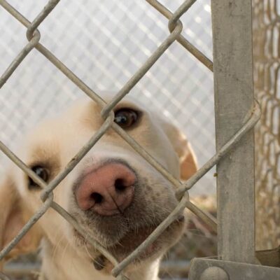 Volunteer with an animal shelter in Guatemala