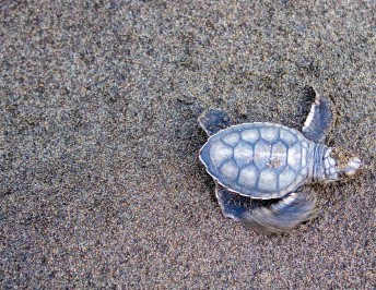 The Best Beach To See Turtles In Costa Rica