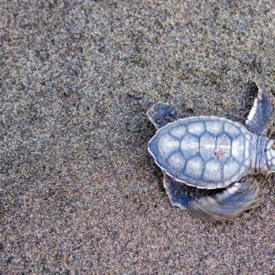 The Best Beach To See Turtles In Costa Rica