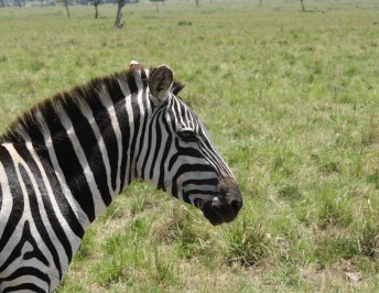 Four Tips for Choosing a Sustainable Safari Camp