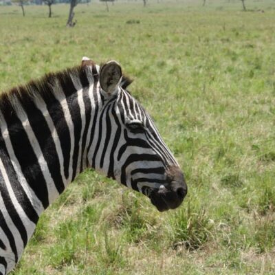 Four Tips for Choosing a Sustainable Safari Camp