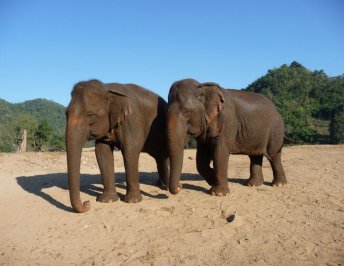 volunteer with elephants