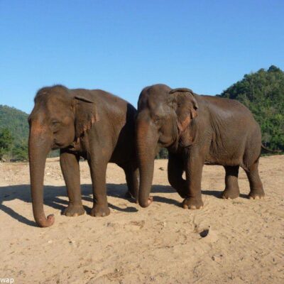 volunteer with elephants