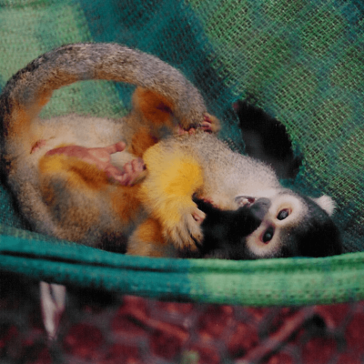 Volunteer with monkeys