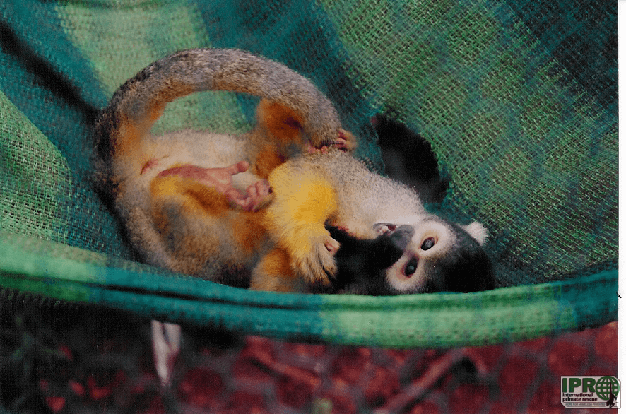 Volunteer with monkeys