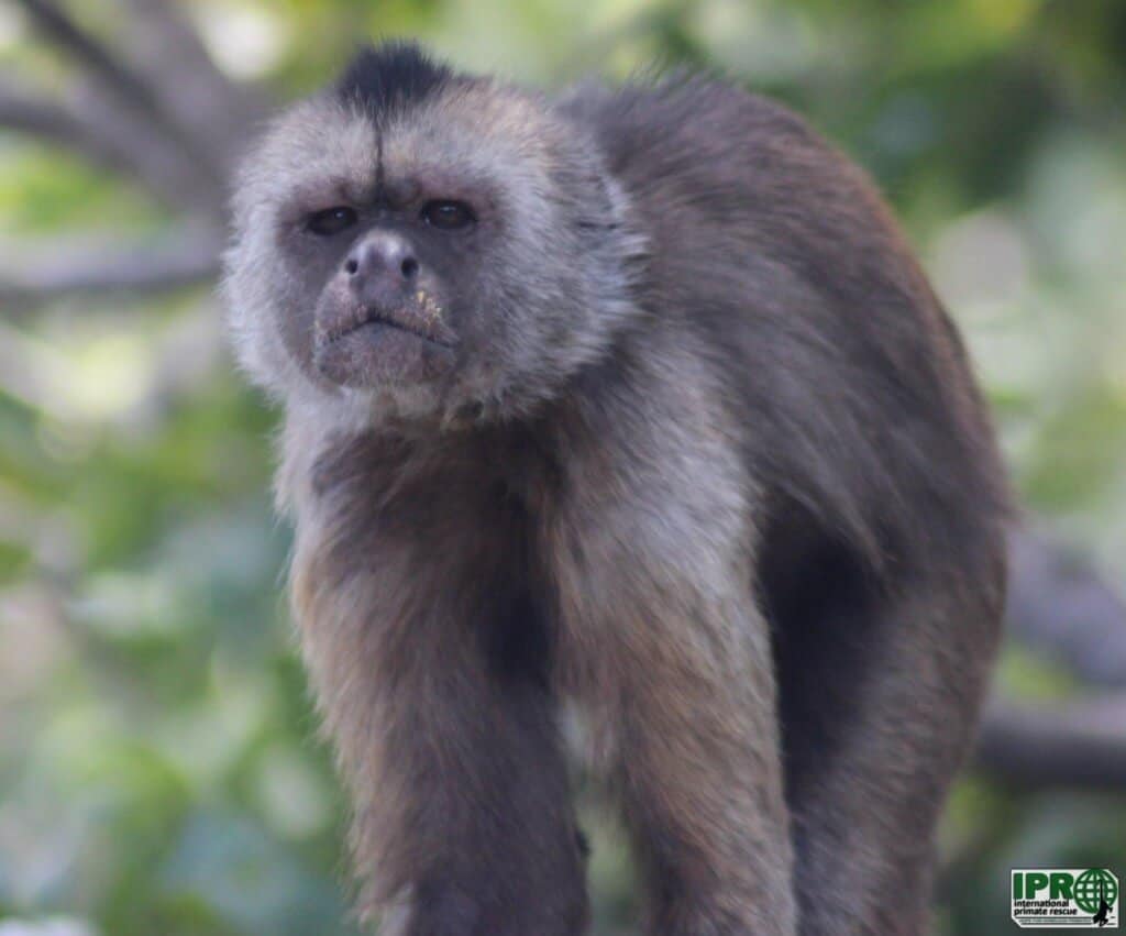 Volunteer with monkeys