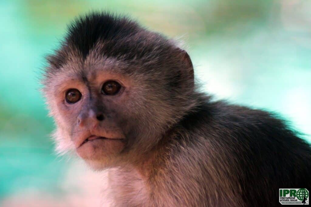 Volunteer with monkeys