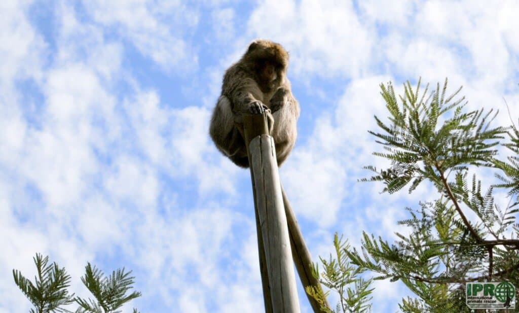 Volunteer with monkeys