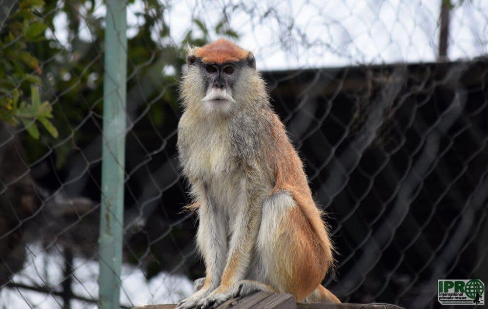 Volunteer with monkeys