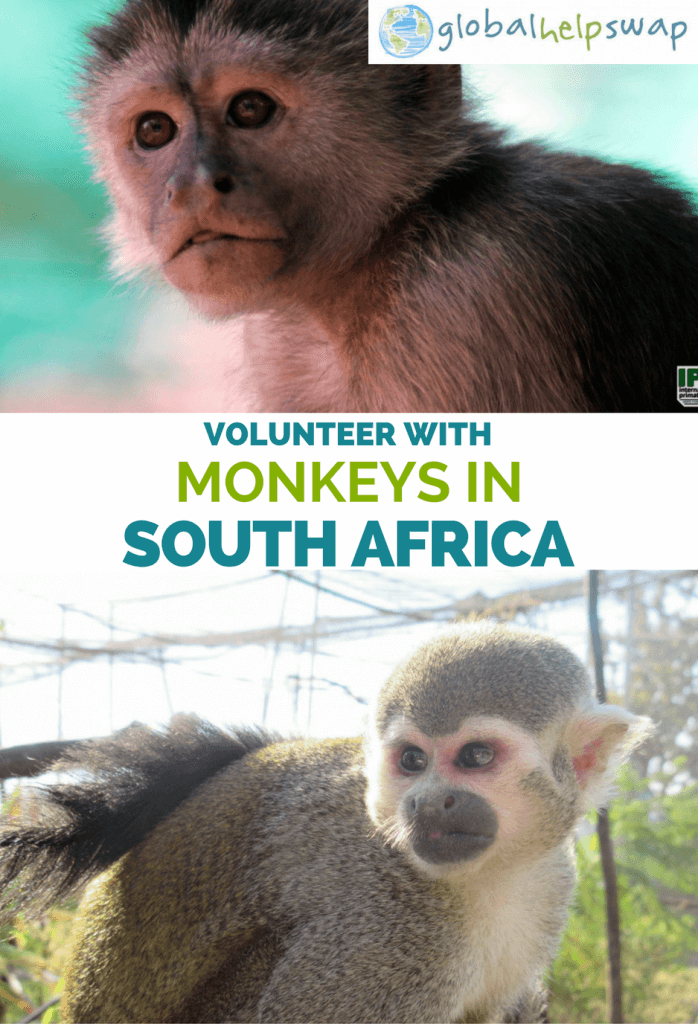Volunteer with monkeys in South Africa