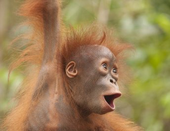 A baby Orangutan