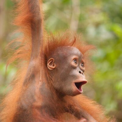 A baby Orangutan