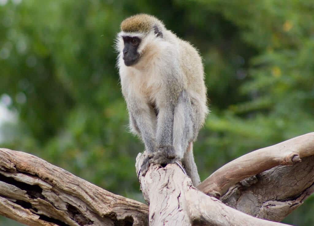 Volunteer in South Africa With The Vervet Monkey Foundation