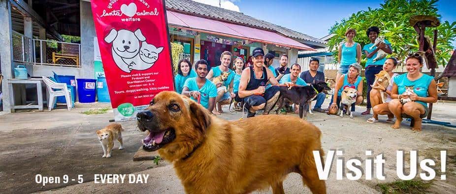 Volunteers at Lanta Animal Welfare