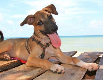 A happy dog at Lanta Animal Welfare