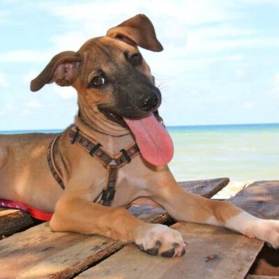 A happy dog at Lanta Animal Welfare