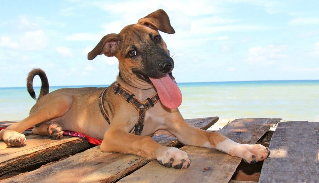 A happy dog at Lanta Animal Welfare