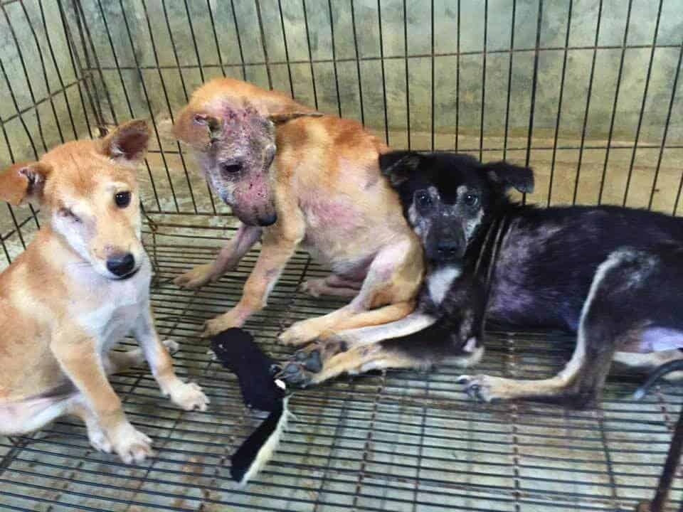 Helping dogs at Lanta Animal Welfare