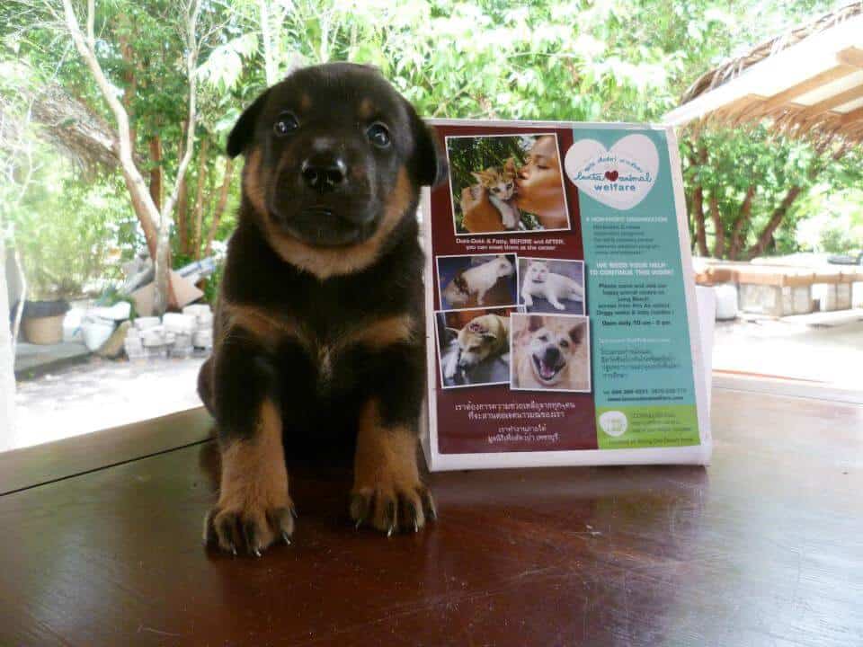 ল্যান্টা এনিম্যাল ওয়েলফেয়ারে একটি কুকুরছানা