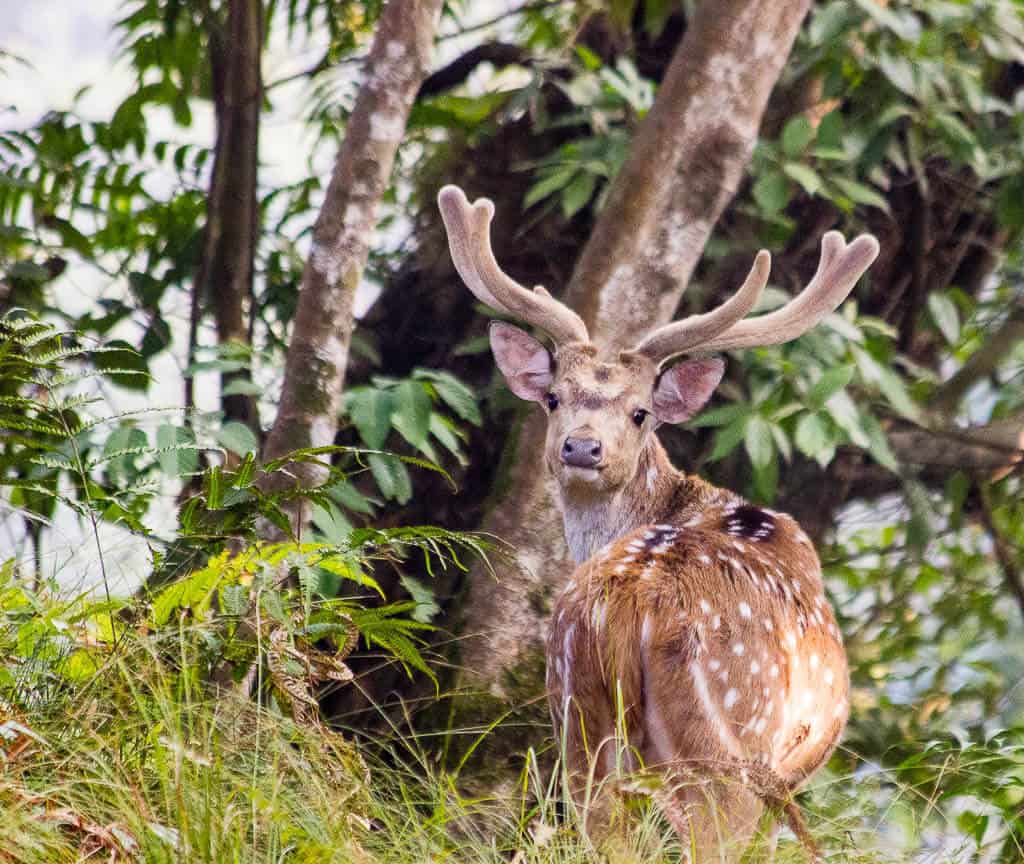 Wild Deer at Gokarna Forest Resort Kathmandu