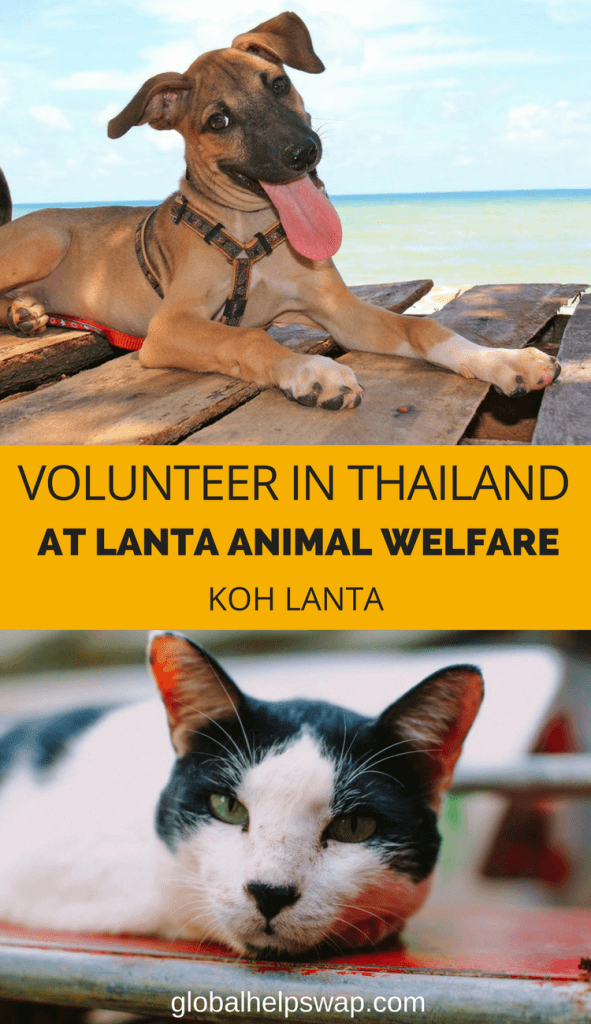 Volunteer at Lanta animal welfare and help street dogs and cats on the island of Koh Lanta, Thailand