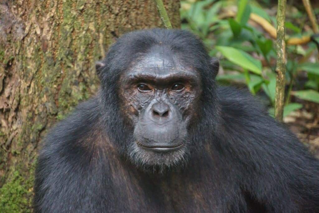 Gorillas in Uganda, Africa