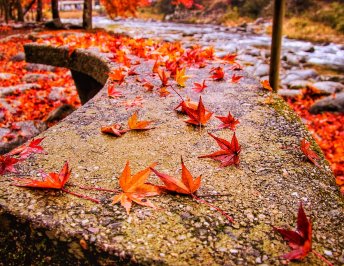 Autumn colours in Japan