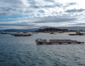 Mussel farms in Galicia