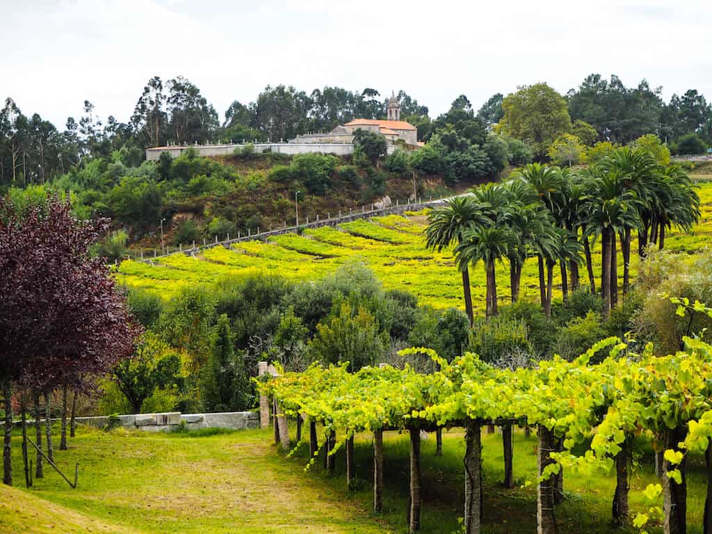 Vineyard tour in Galicia 
