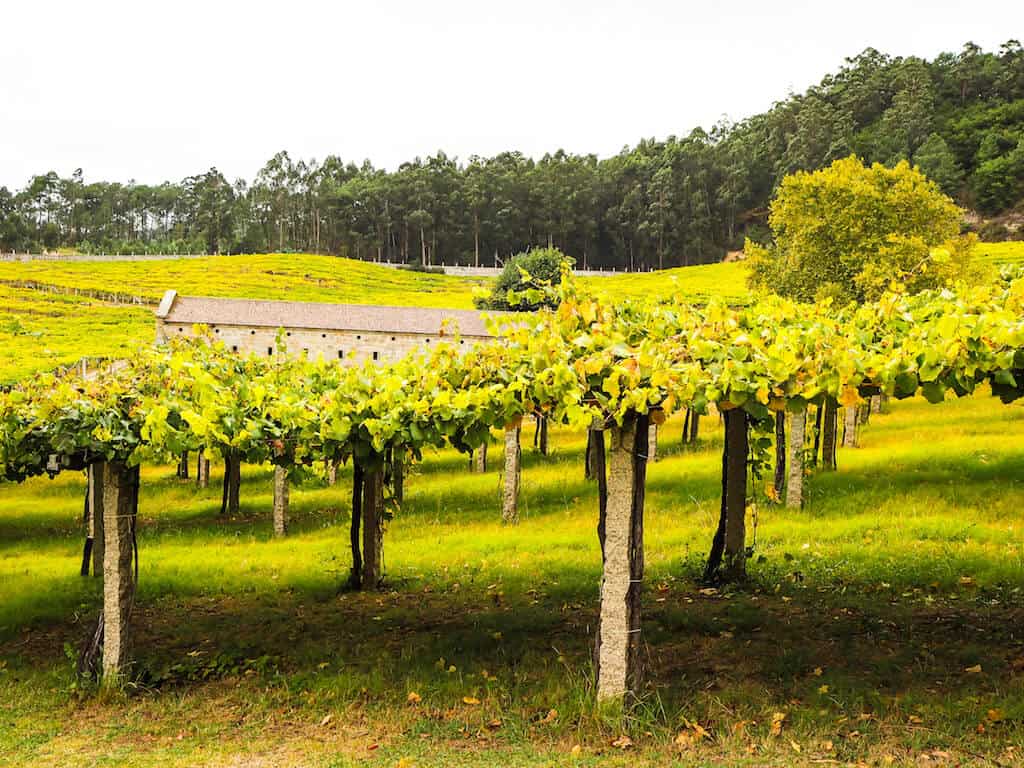 Wine tasting in Galicia